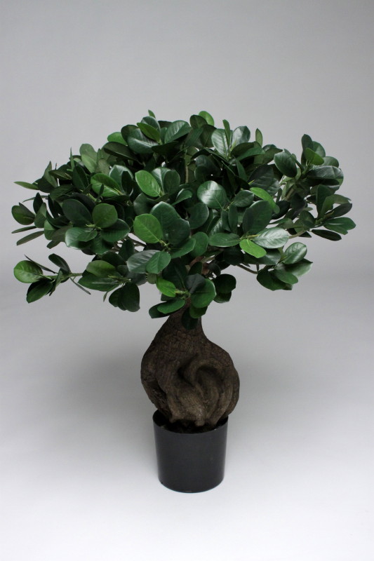 ligustrum japonicum bonsai Flowering Ligustrum Bonsai Tree